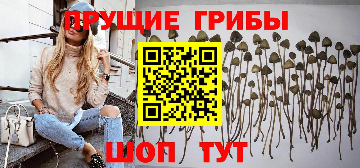 Галлюциногенные грибы Psilocybe Стрежевой